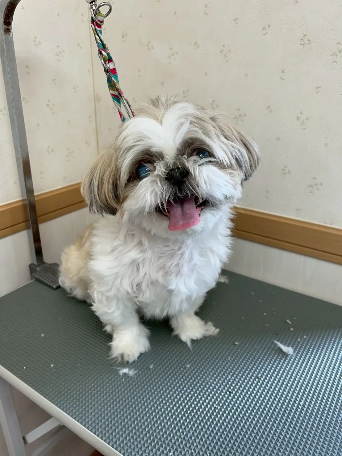 犬のトリミング✂️