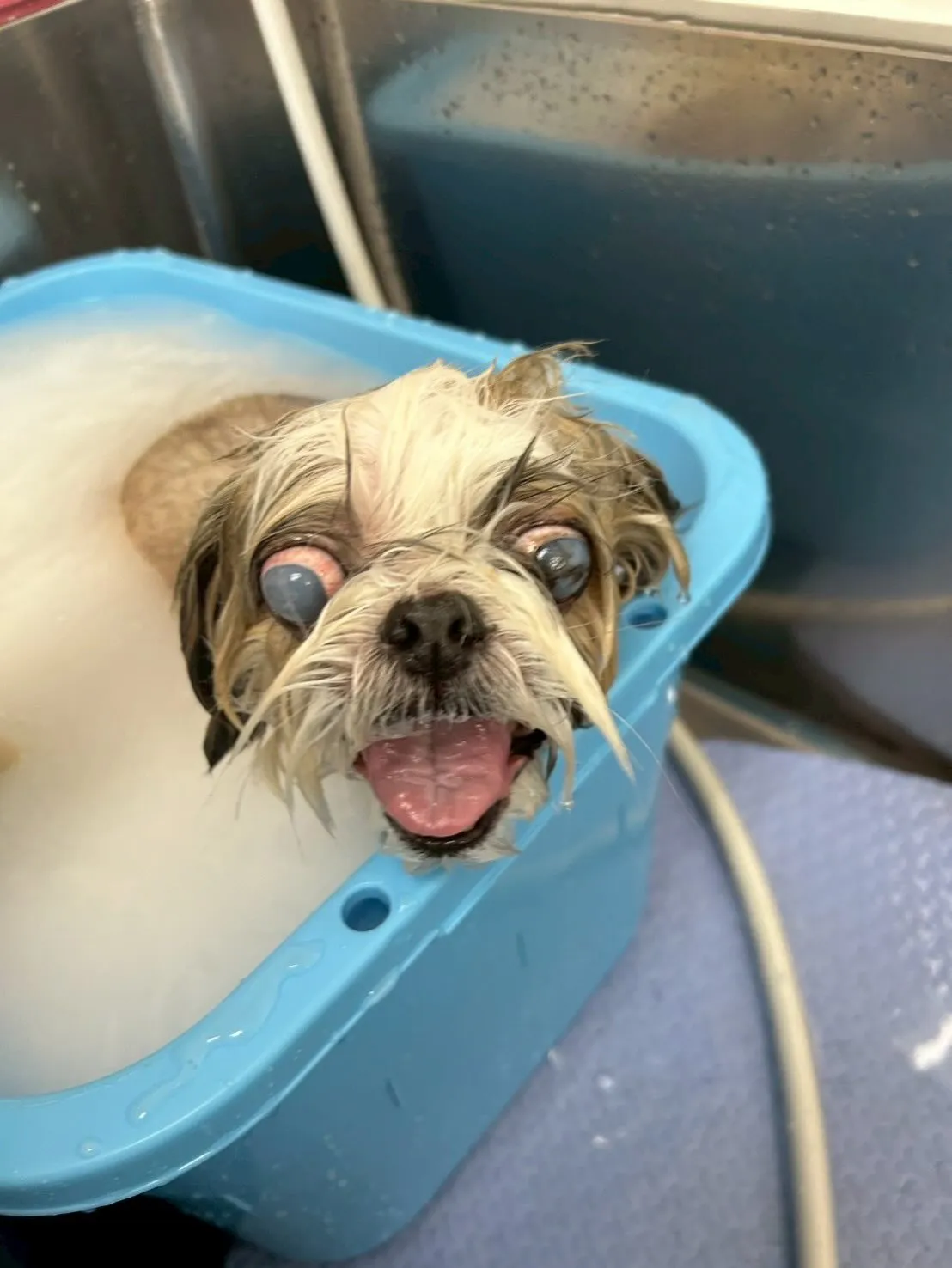 犬のトリミング✂️