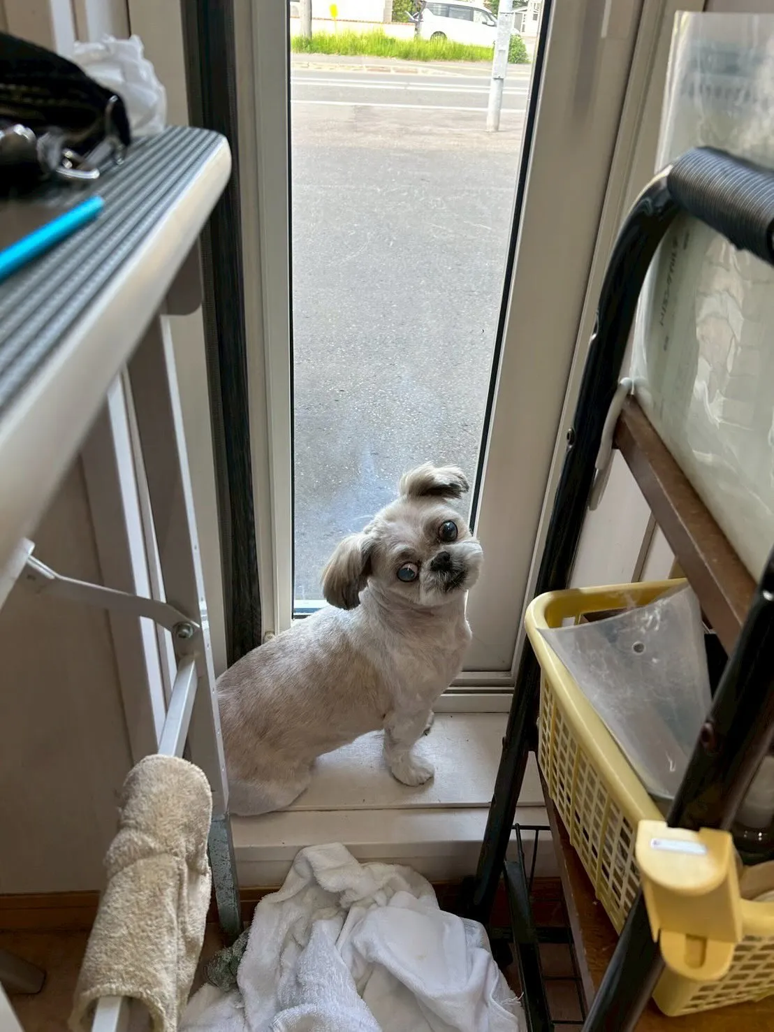 犬のトリミング✂️