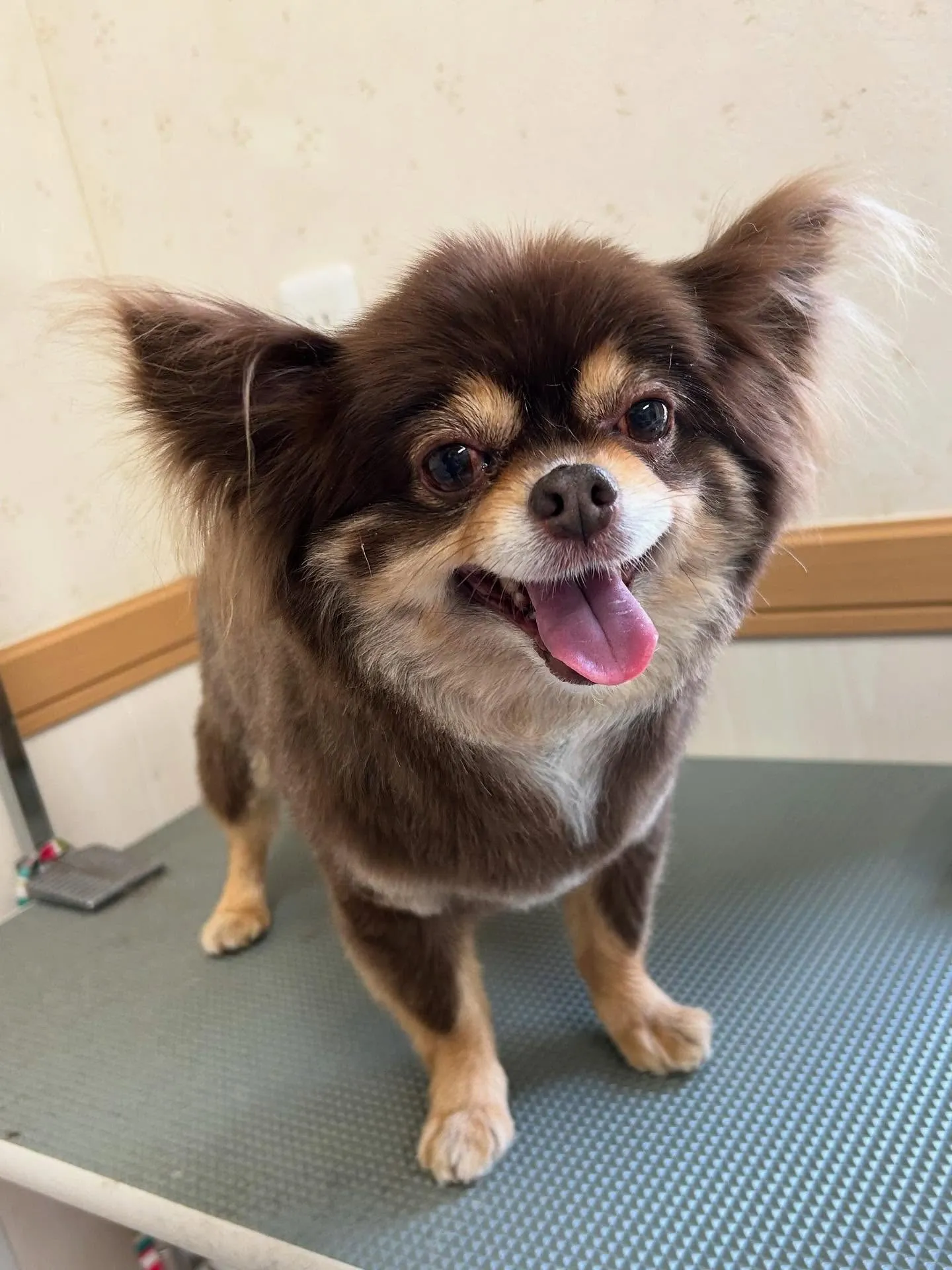 犬のトリミング✂️