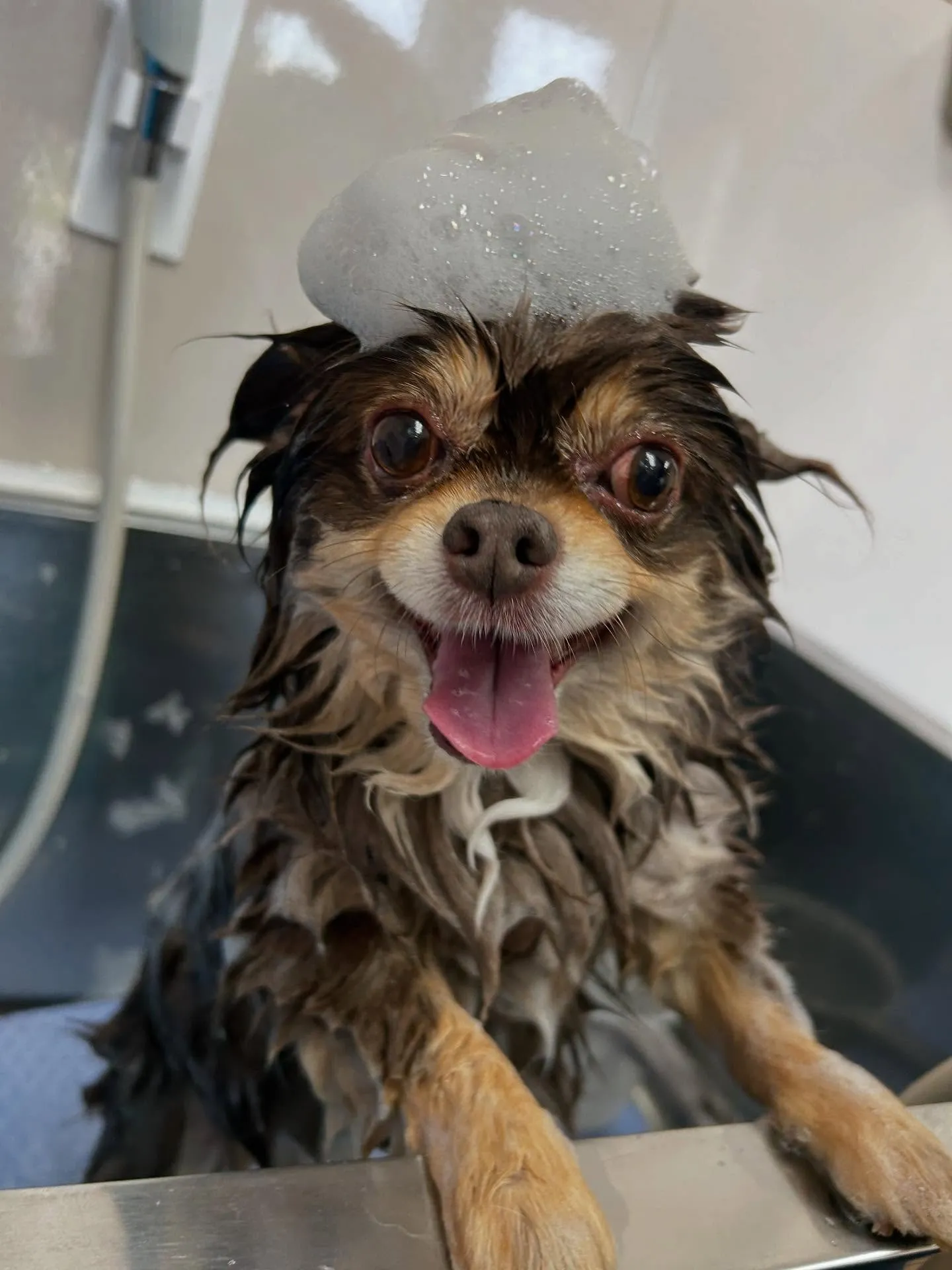 犬のトリミング✂️