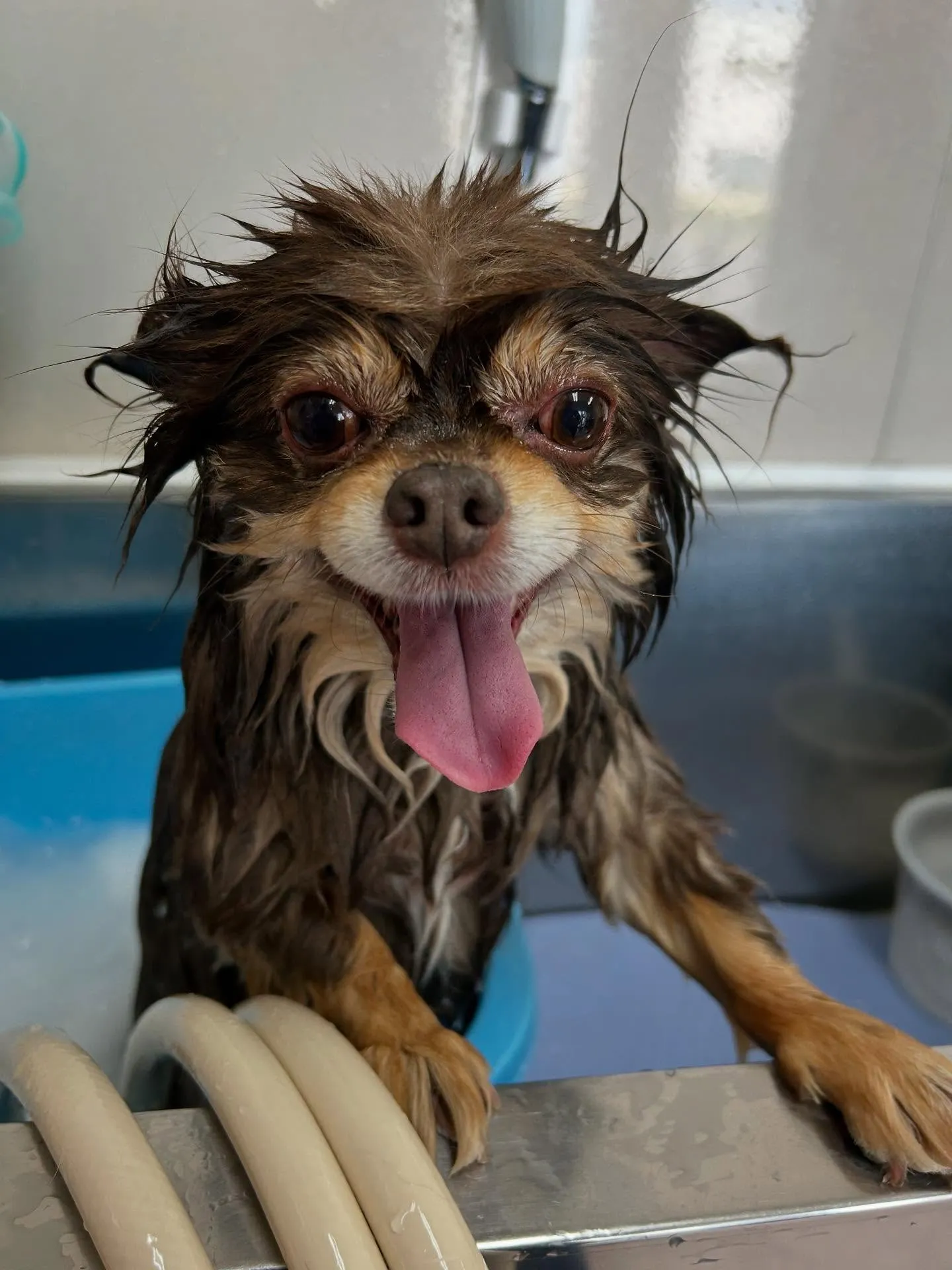 犬のトリミング✂️