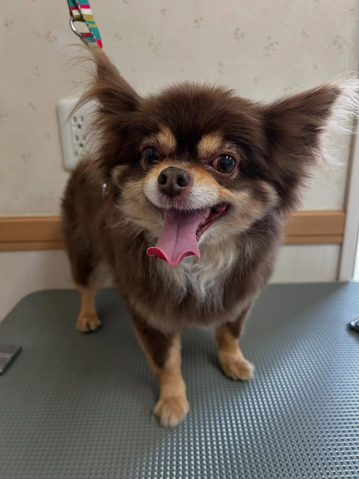 犬のトリミング✂️