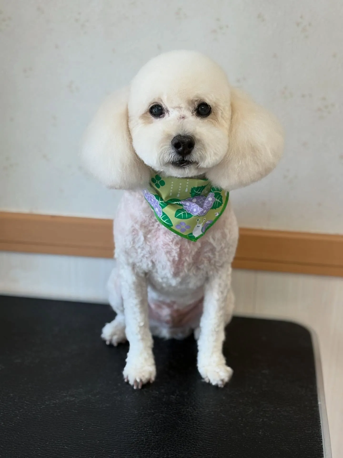 犬のトリミング✂️