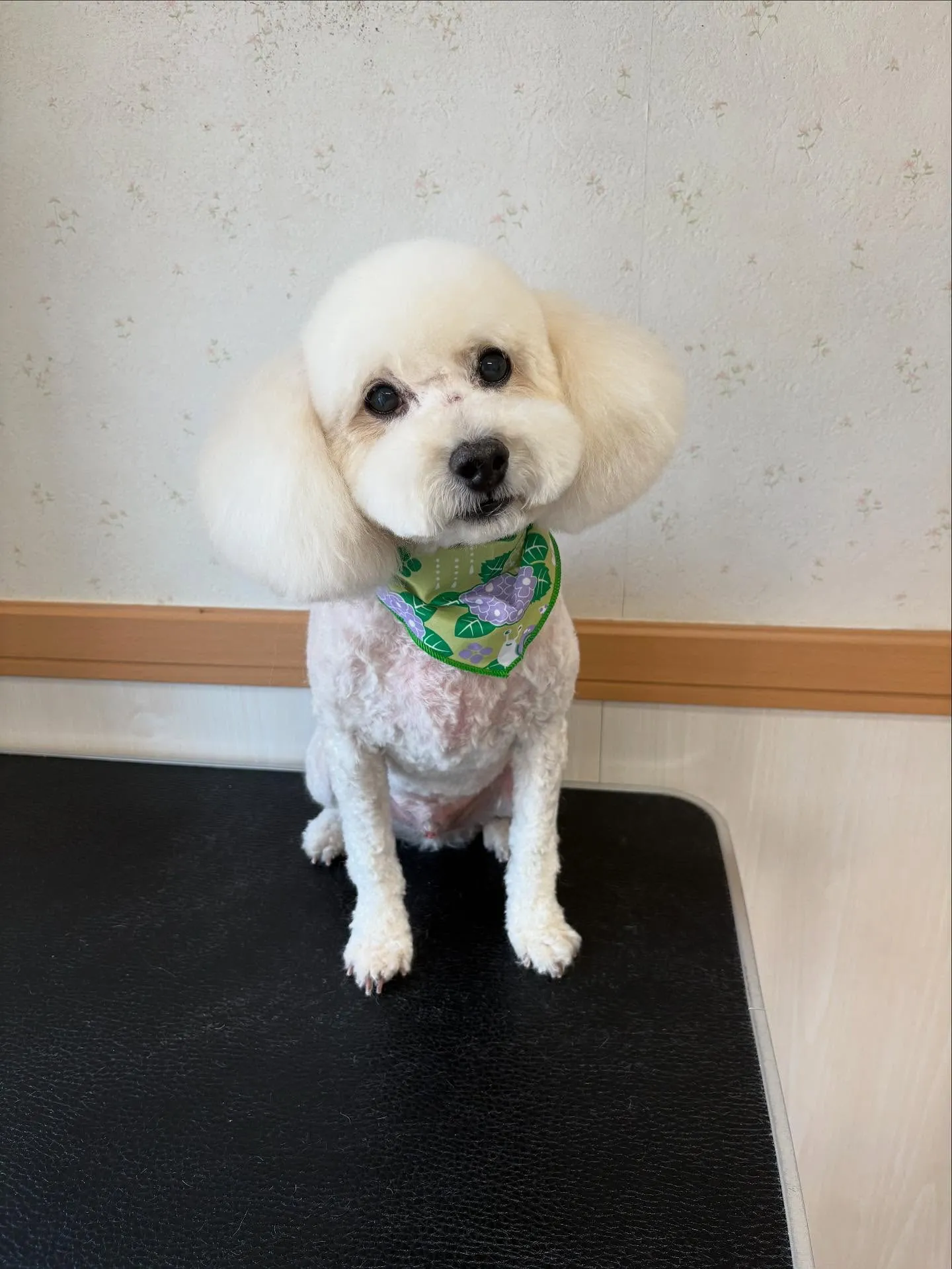 犬のトリミング✂️