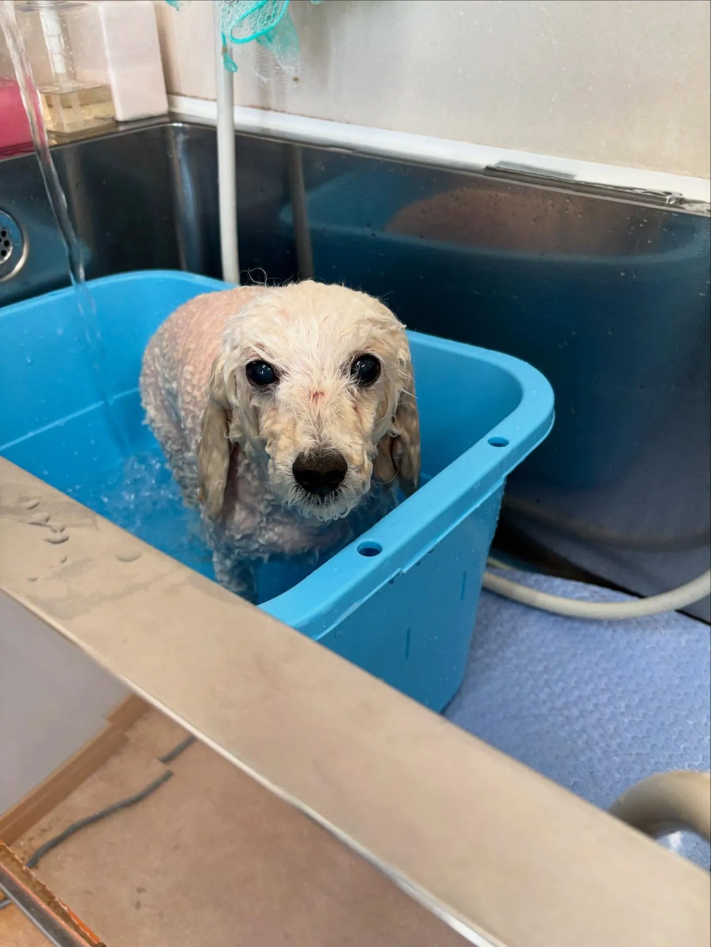 犬のトリミング✂️