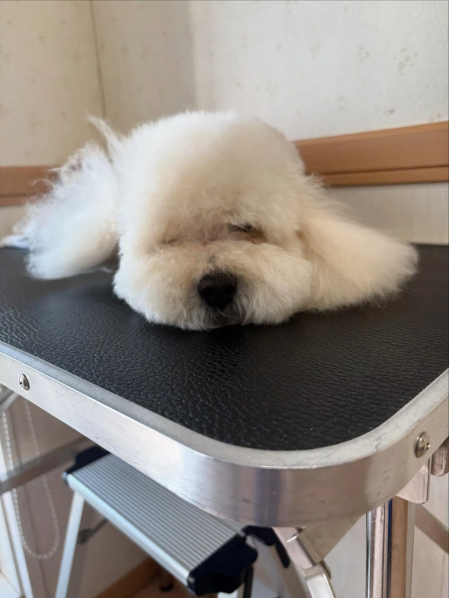 犬のトリミング✂️