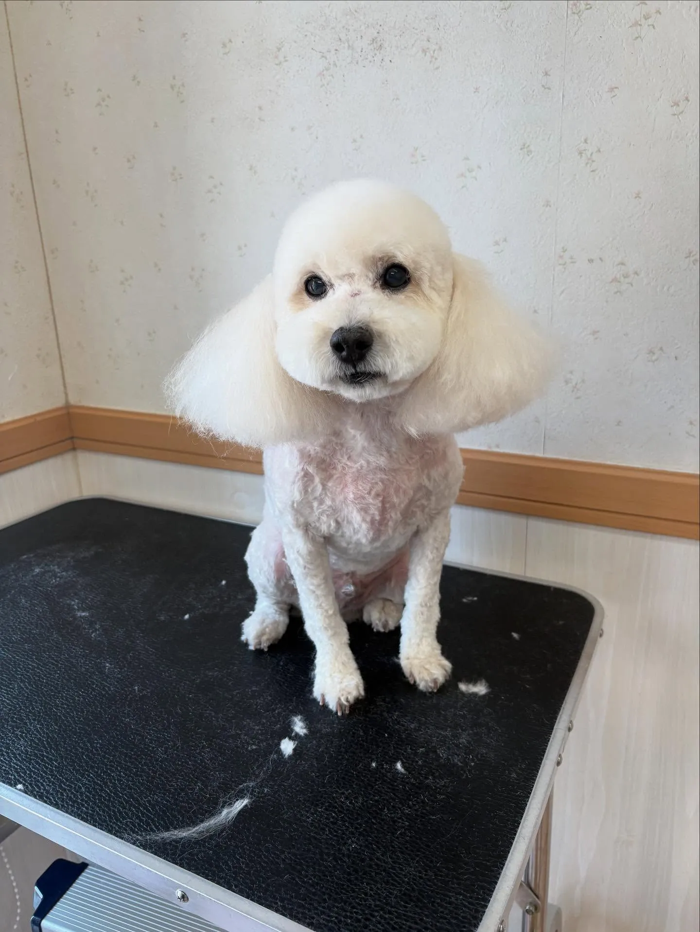 犬のトリミング✂️
