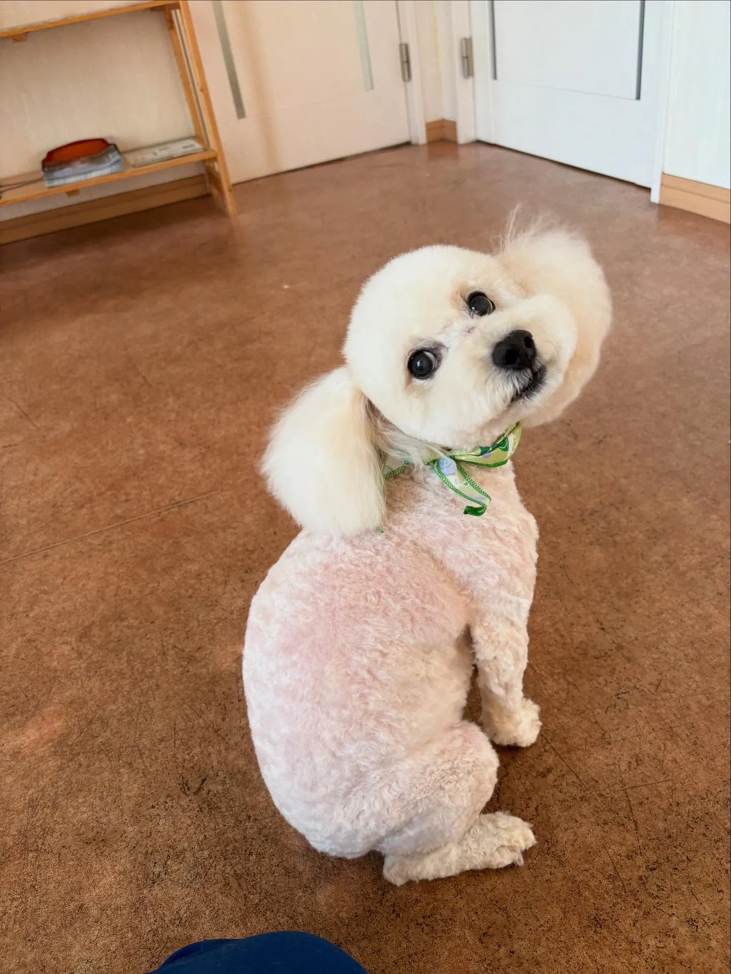 犬のトリミング✂️
