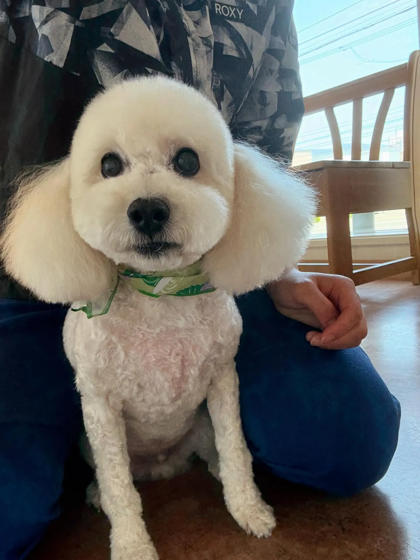 犬のトリミング✂️