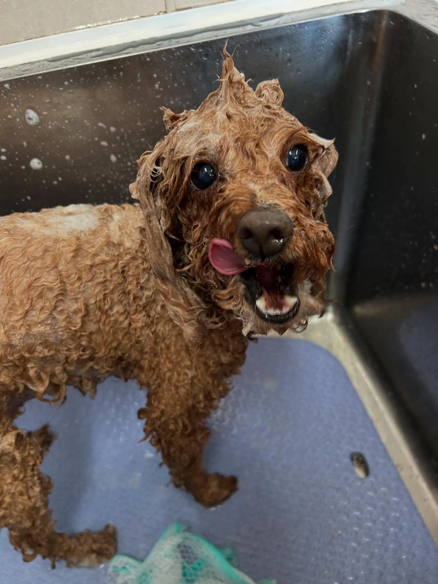 犬のトリミング✂️