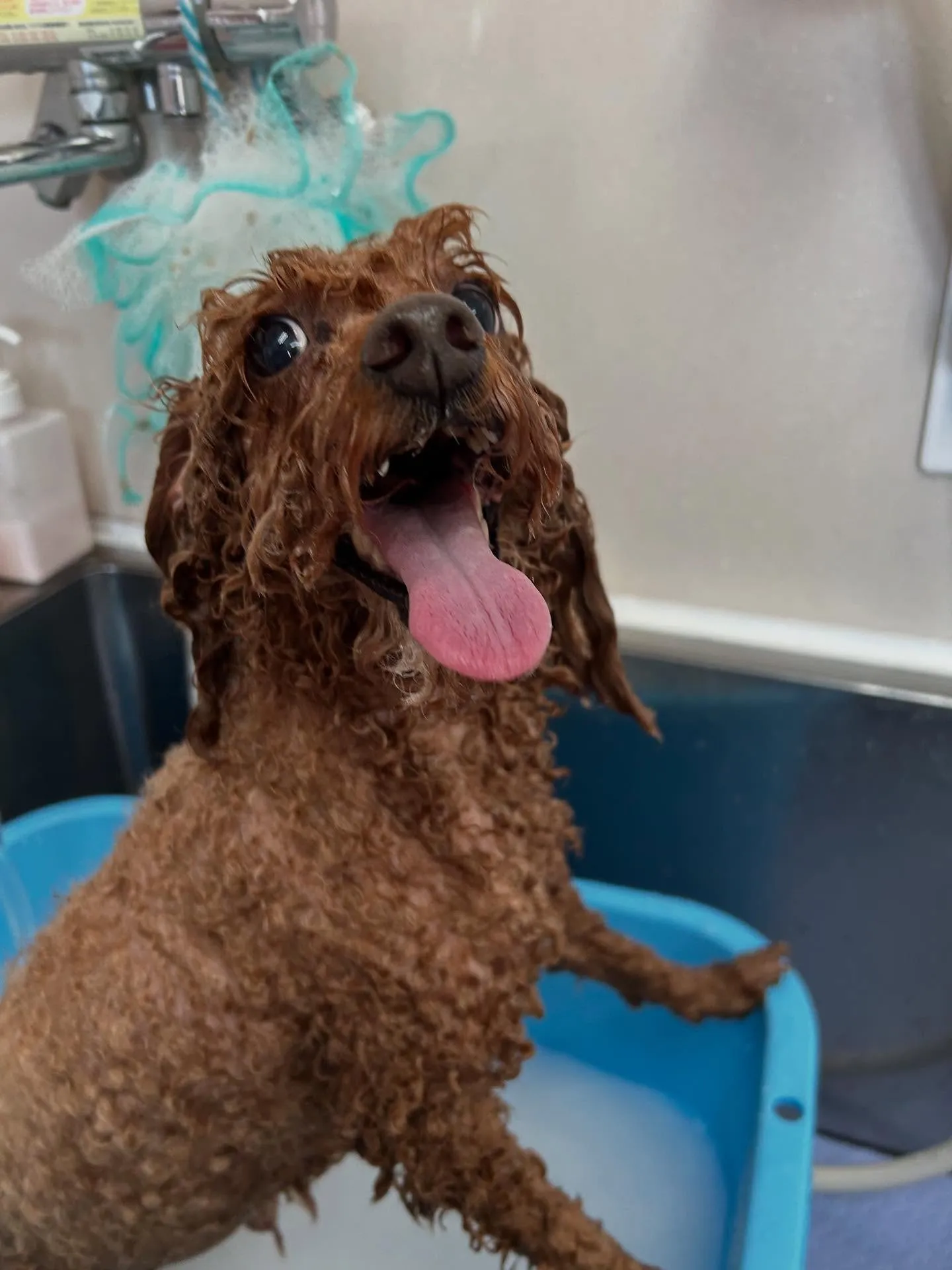 犬のトリミング✂️