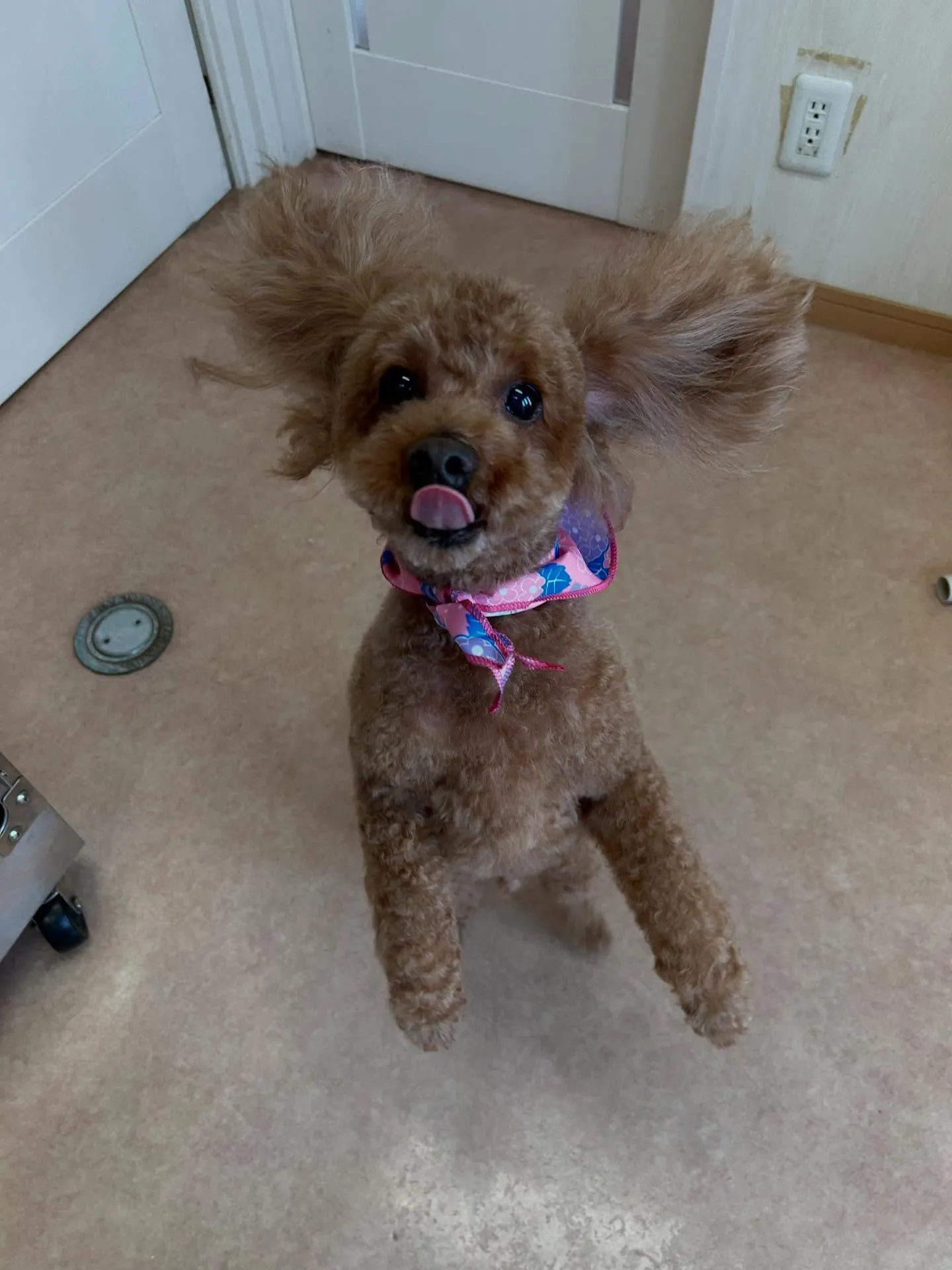 犬のトリミング✂️