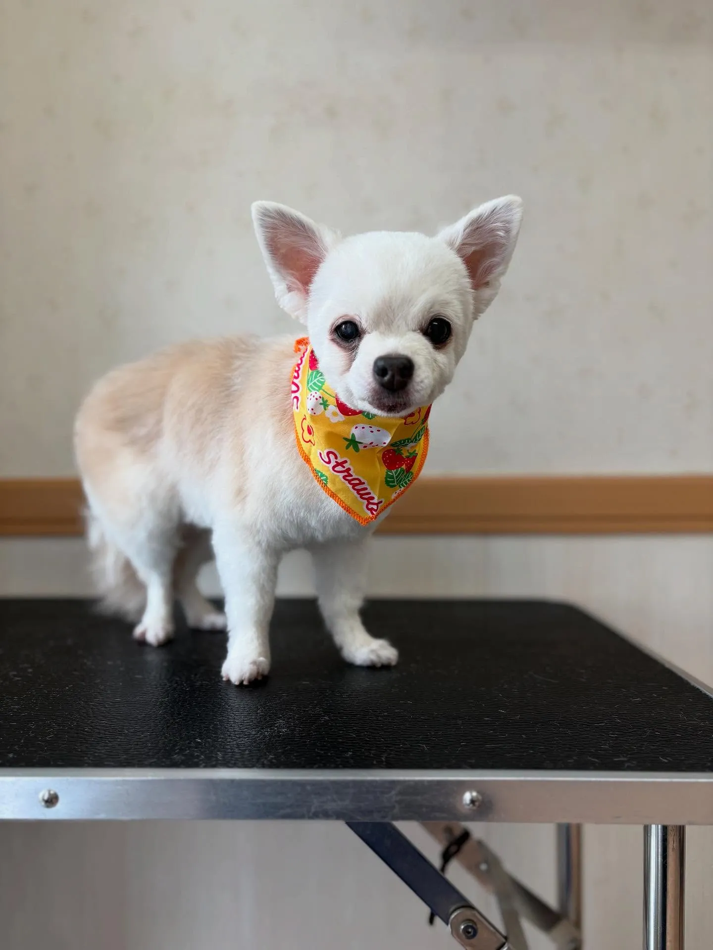 犬のトリミング✂️