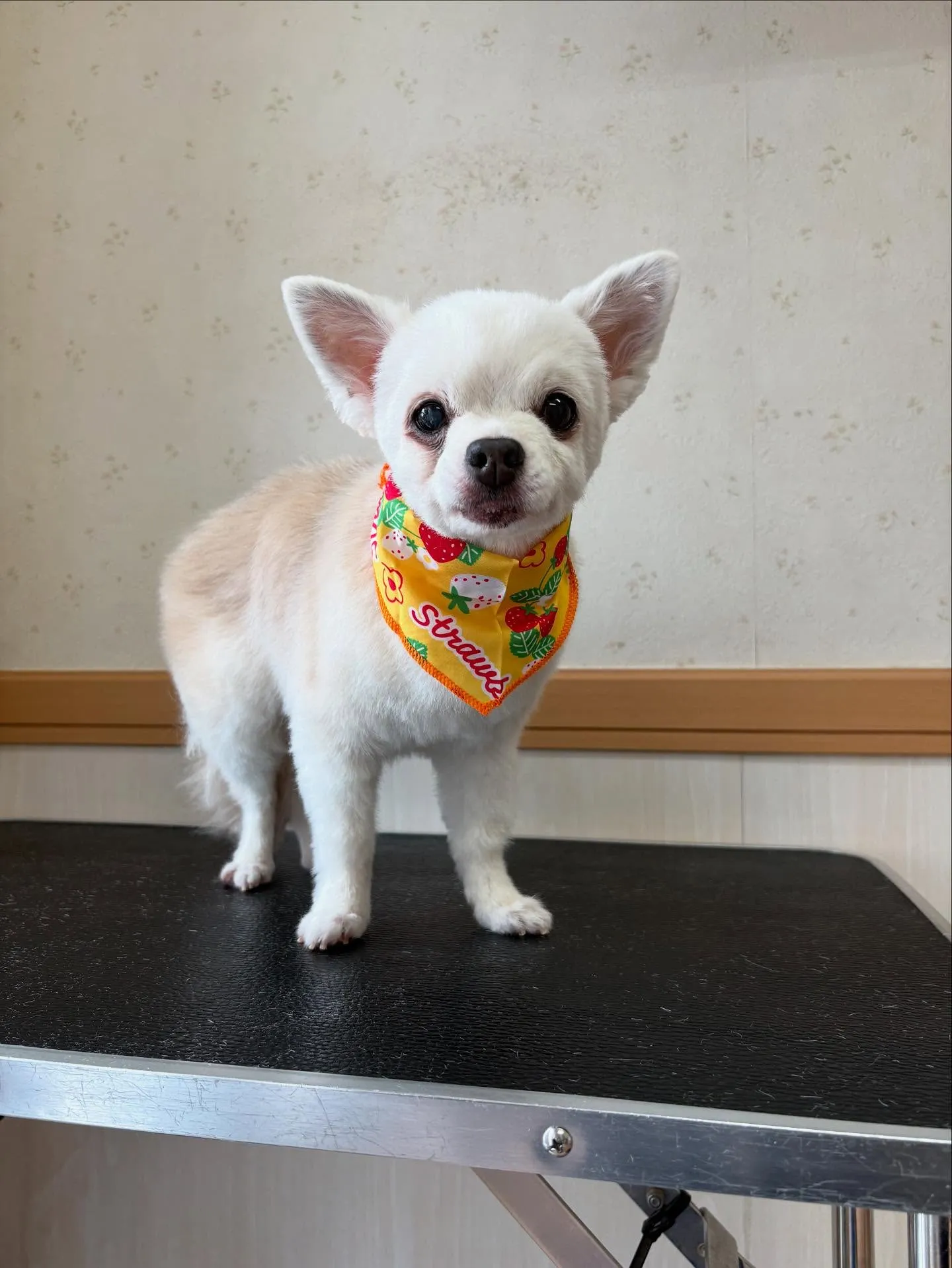 犬のトリミング✂️