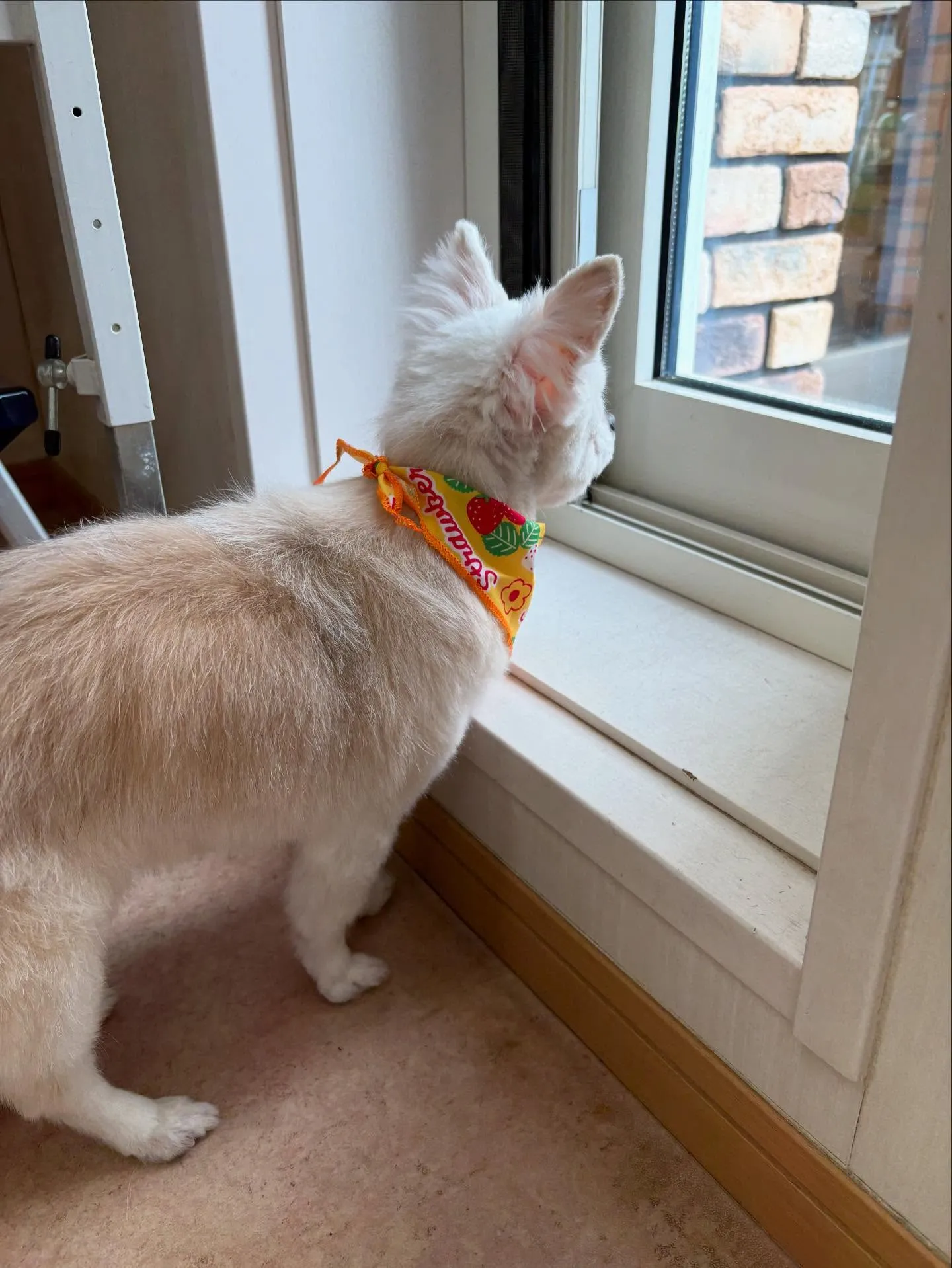 犬のトリミング✂️