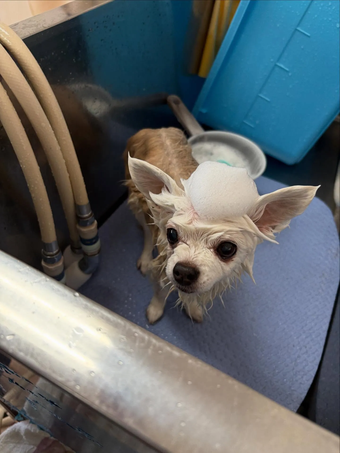 犬のトリミング✂️