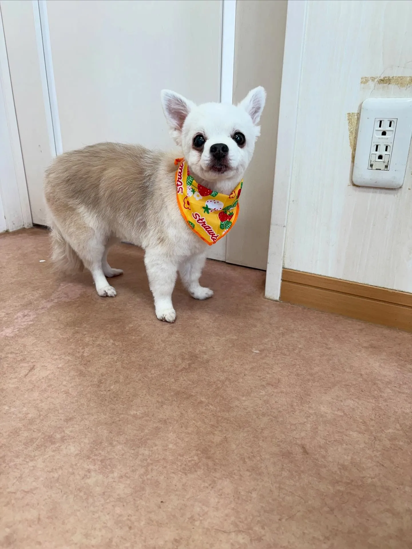 犬のトリミング✂️
