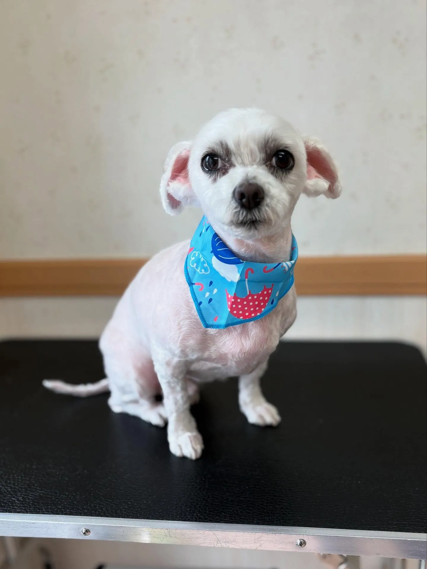 犬のトリミング✂️