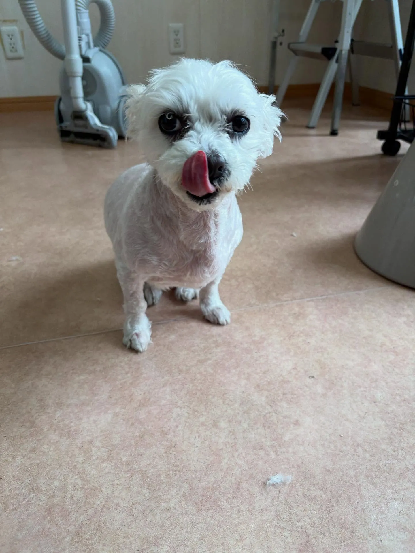 犬のトリミング✂️