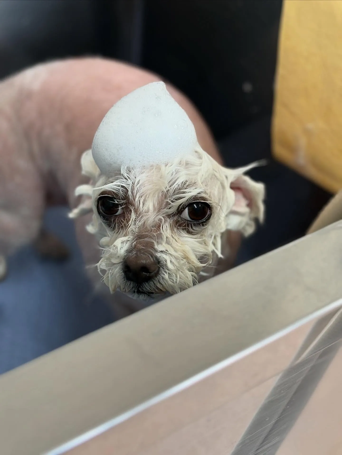 犬のトリミング✂️