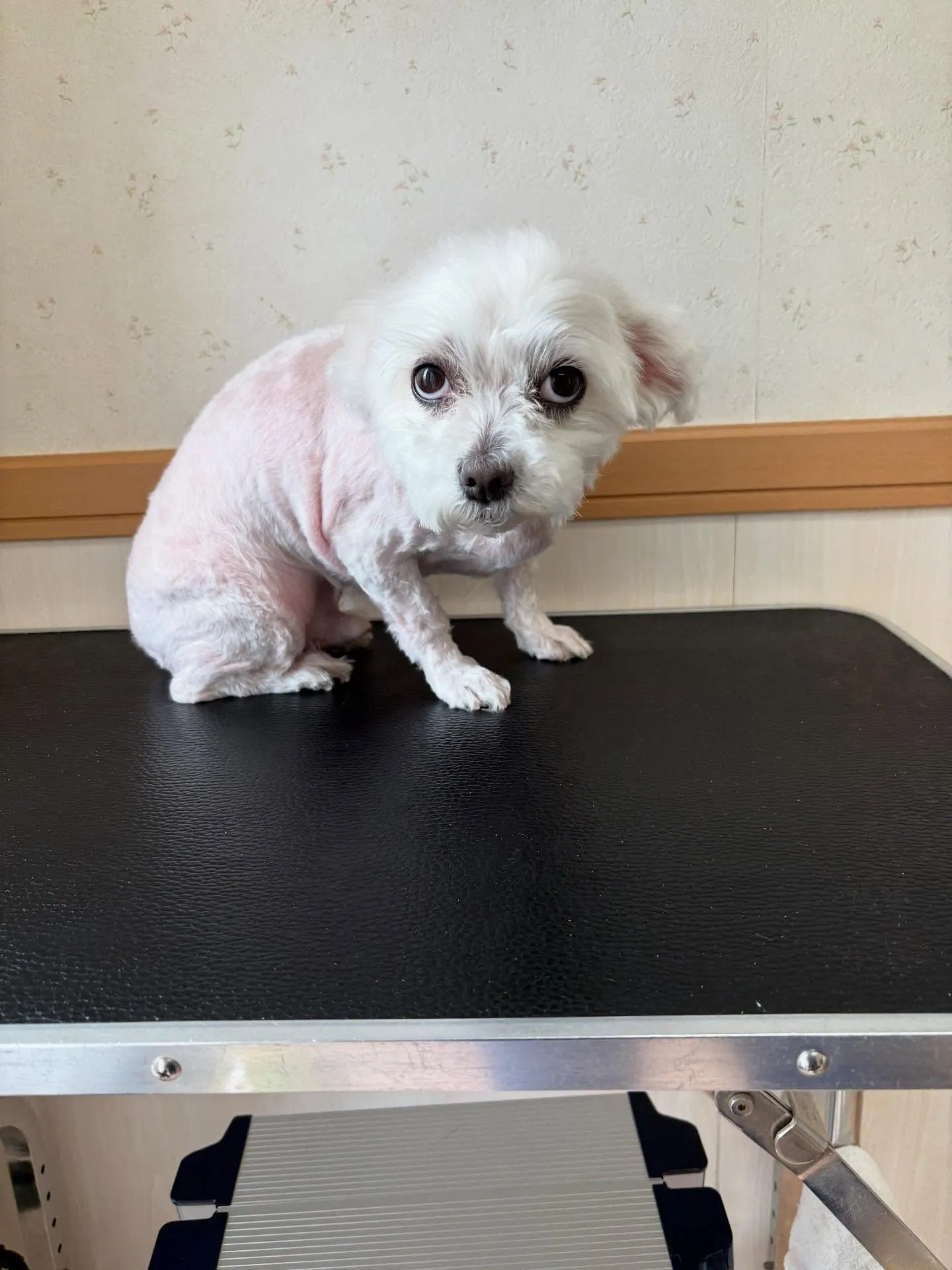 犬のトリミング✂️