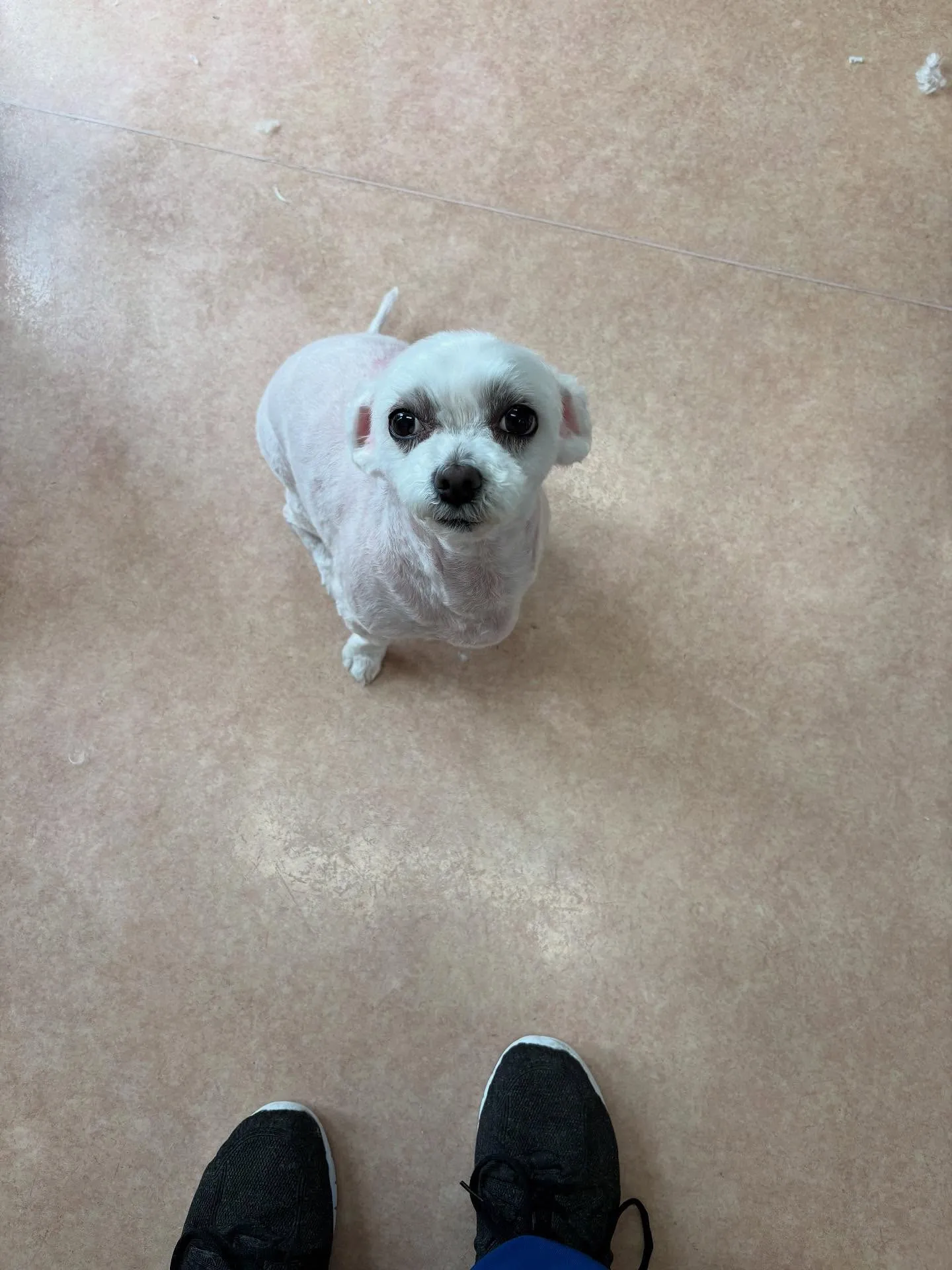 犬のトリミング✂️