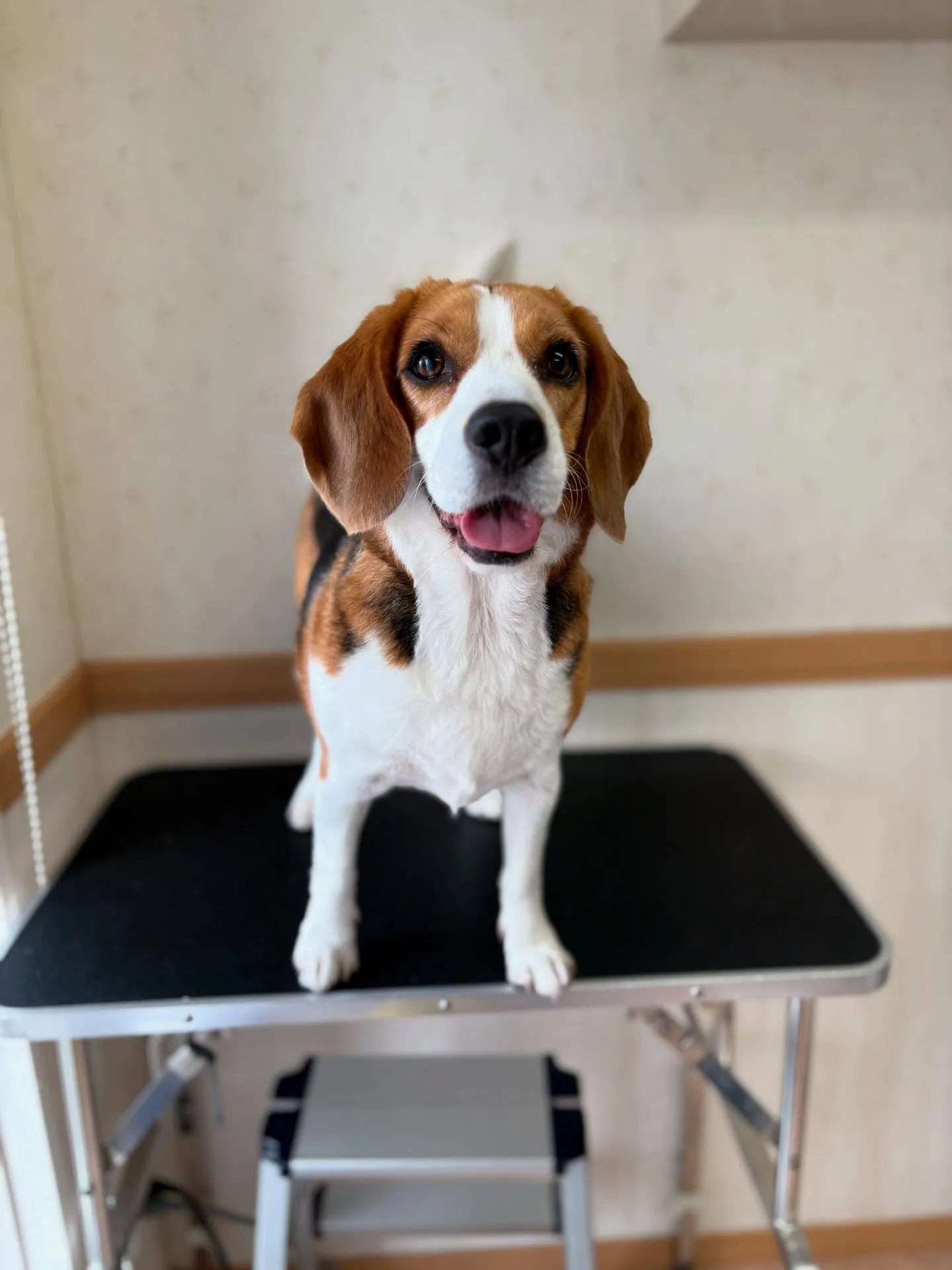 犬のシャンプー🫧
