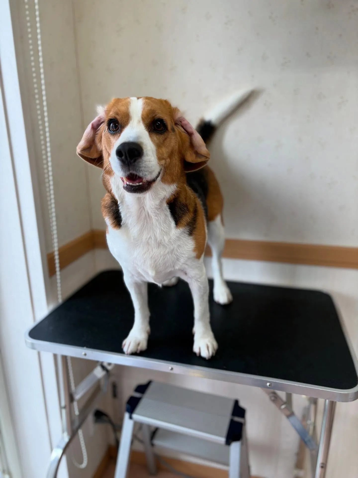 犬のシャンプー🫧