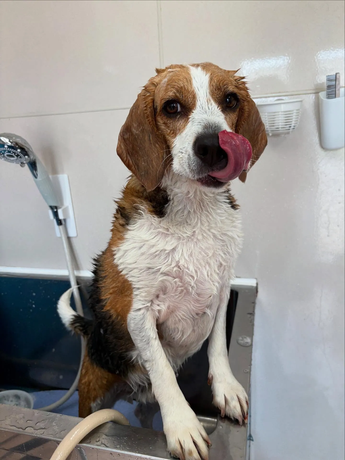 犬のシャンプー🫧