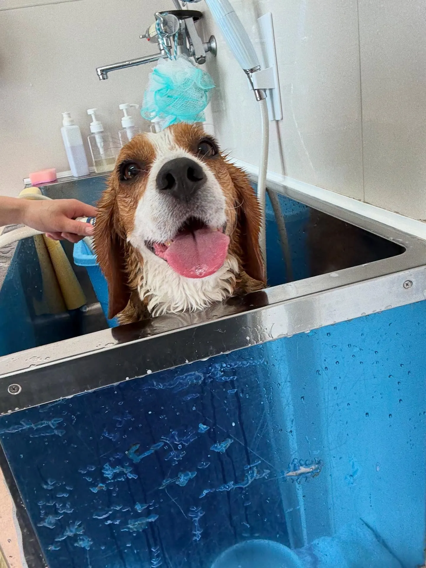 犬のシャンプー🫧