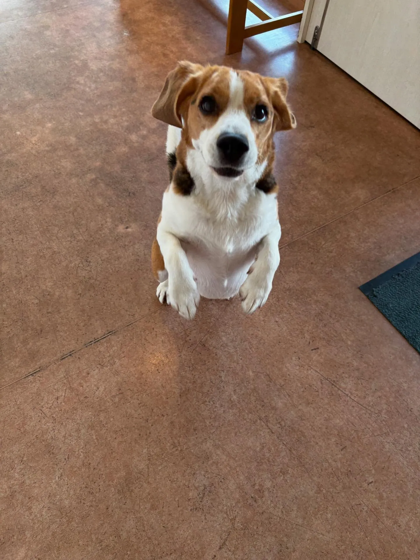 犬のシャンプー🫧
