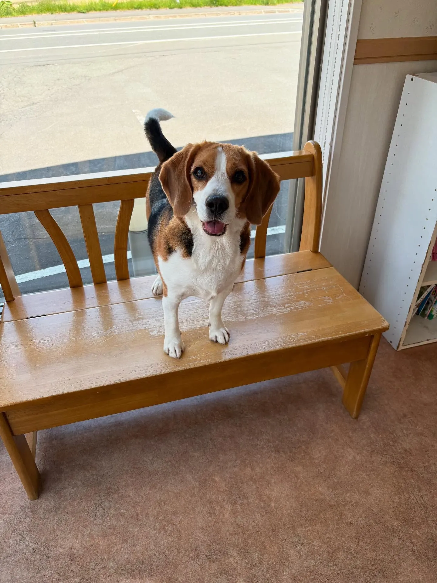 犬のシャンプー🫧