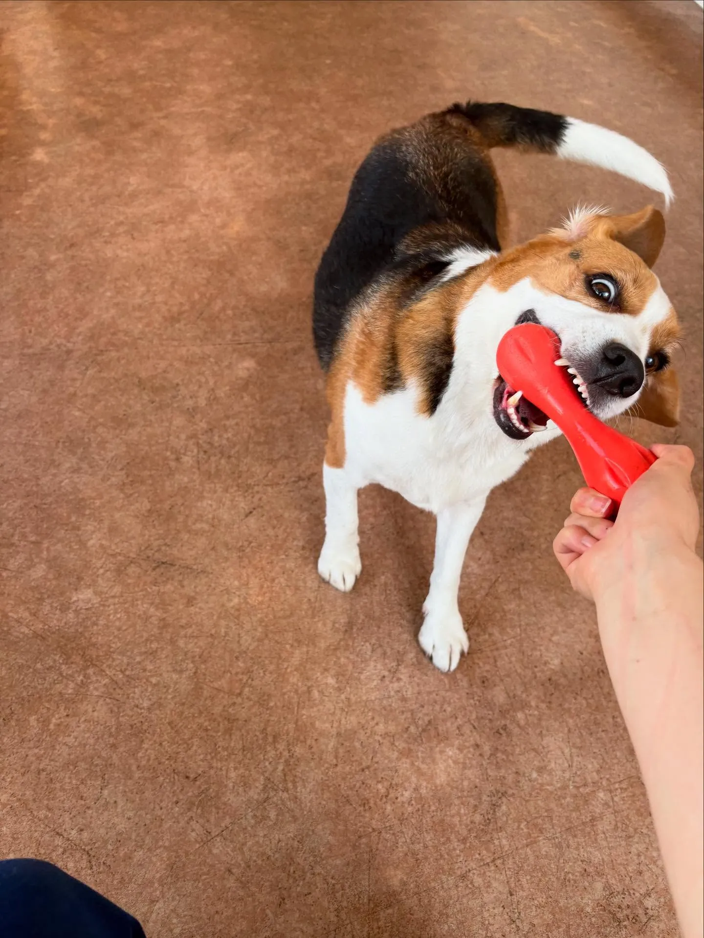 犬のシャンプー🫧