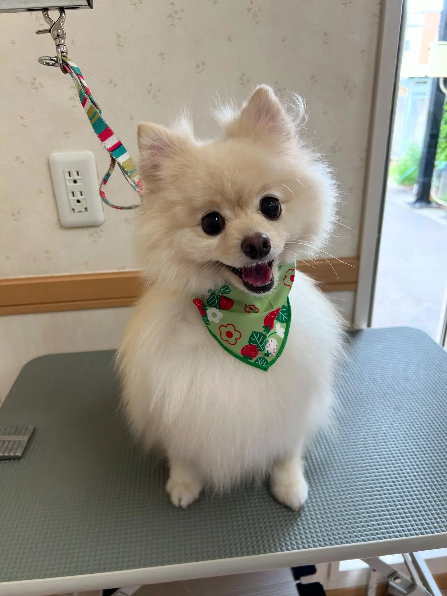 犬のシャンプー🫧