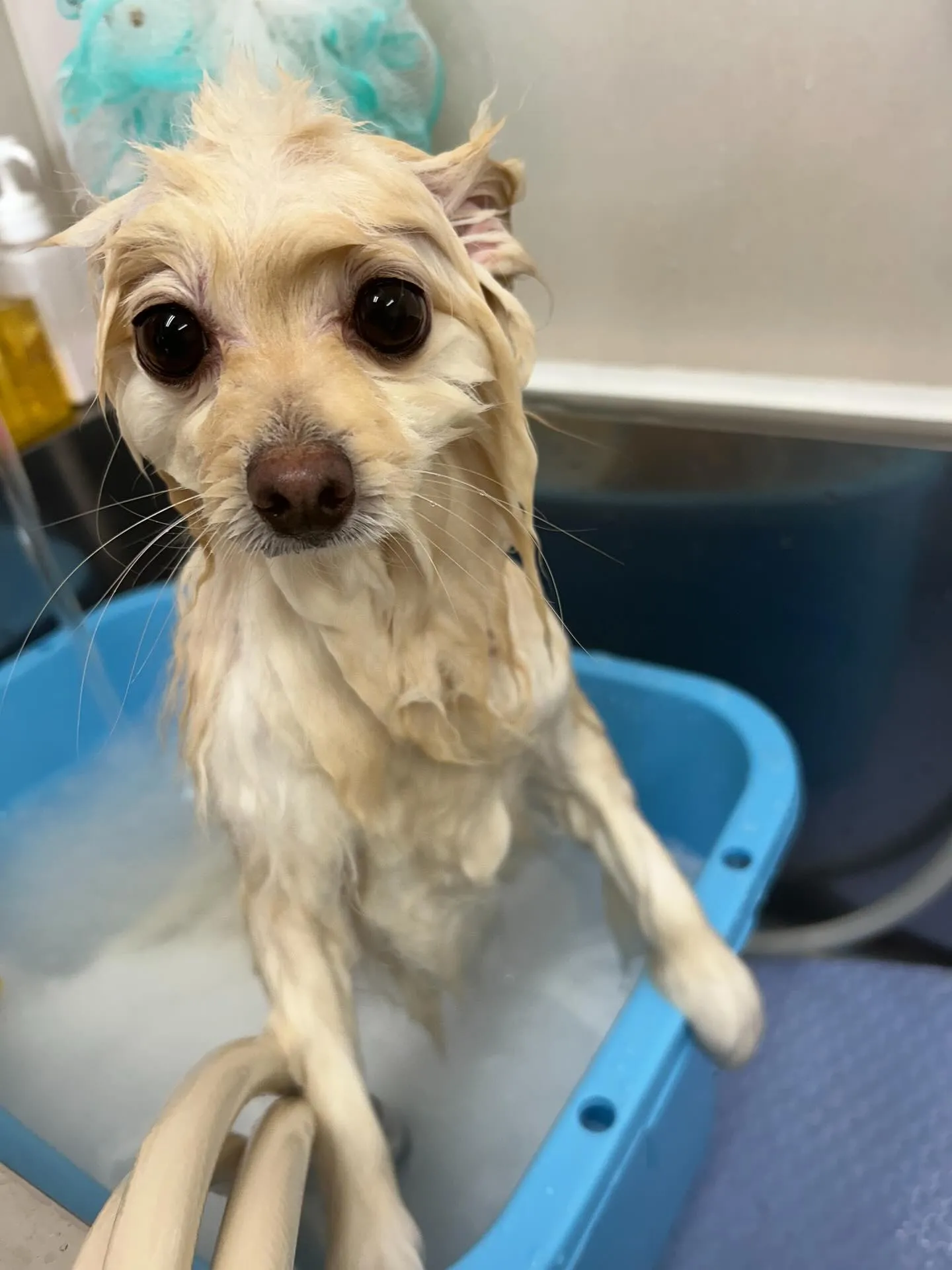 犬のシャンプー🫧