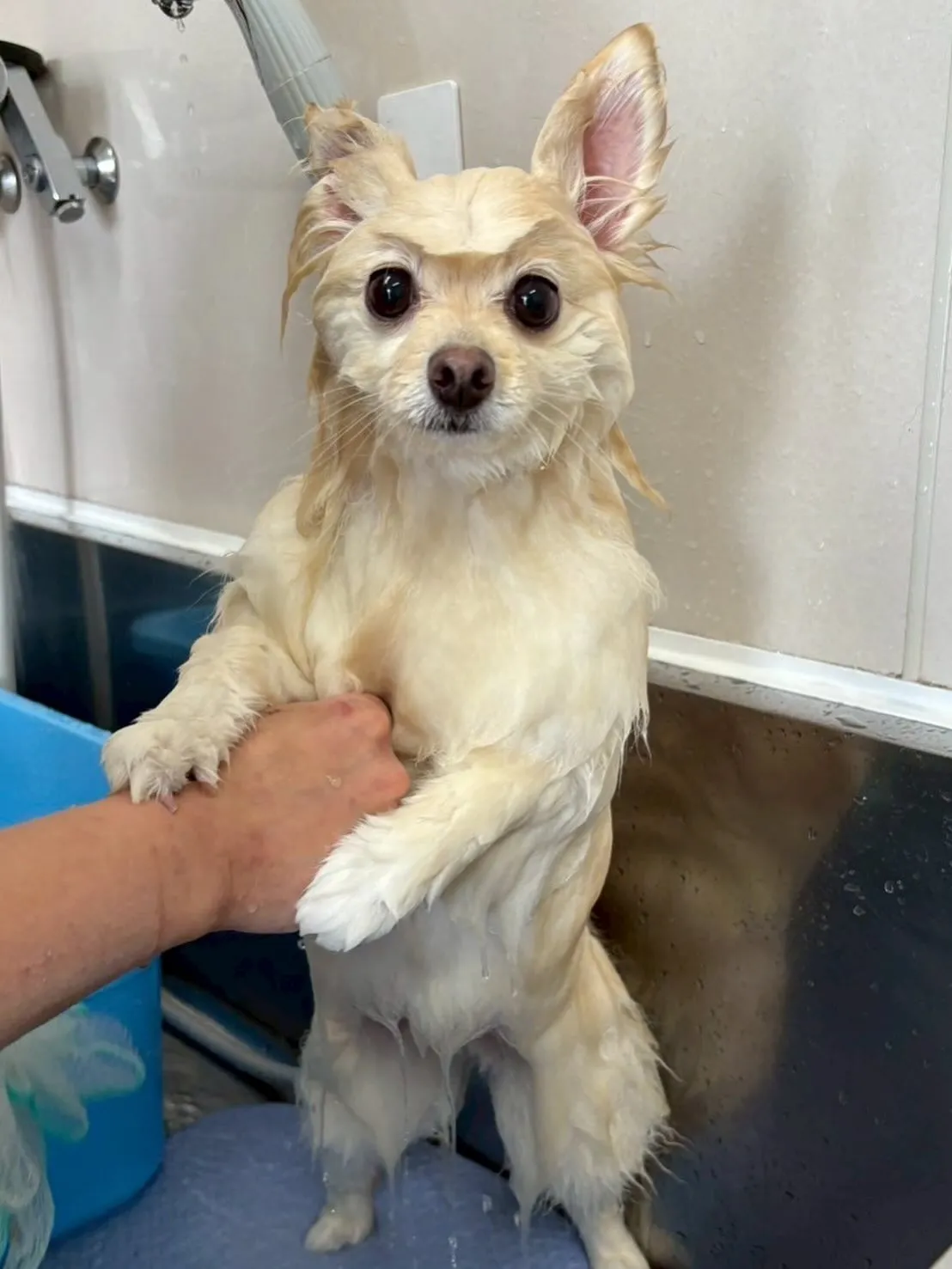犬のシャンプー🫧