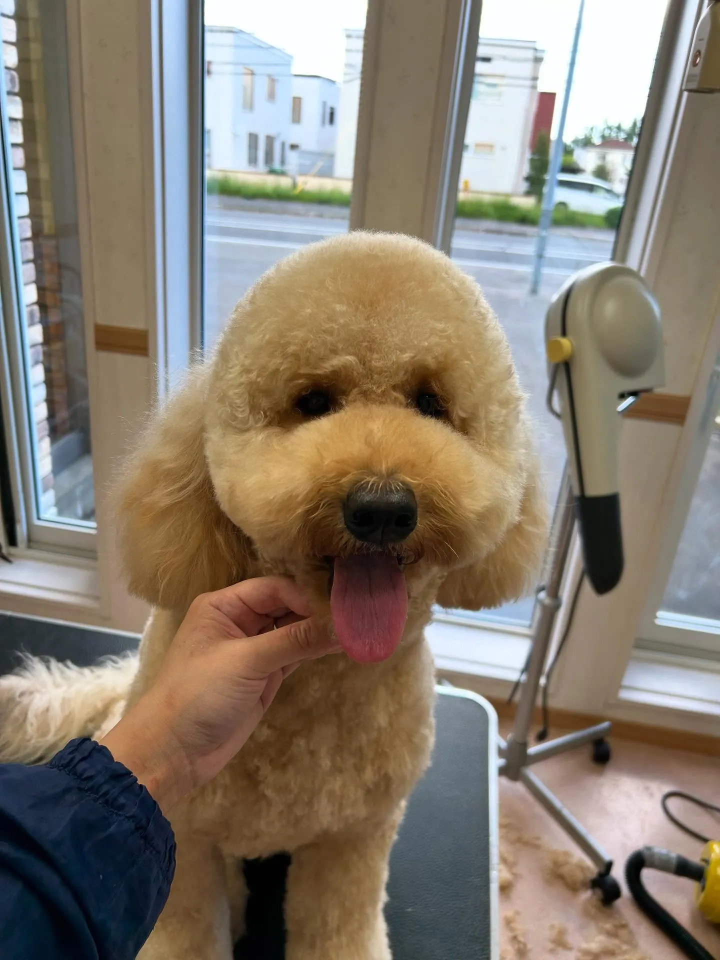 犬のトリミング✂️
