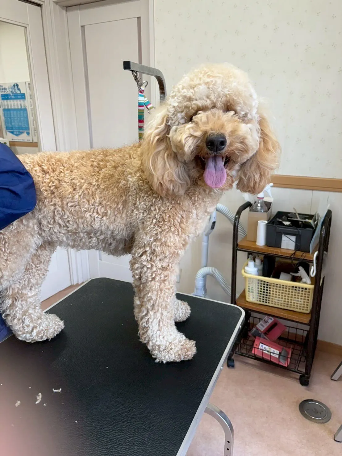 犬のトリミング✂️