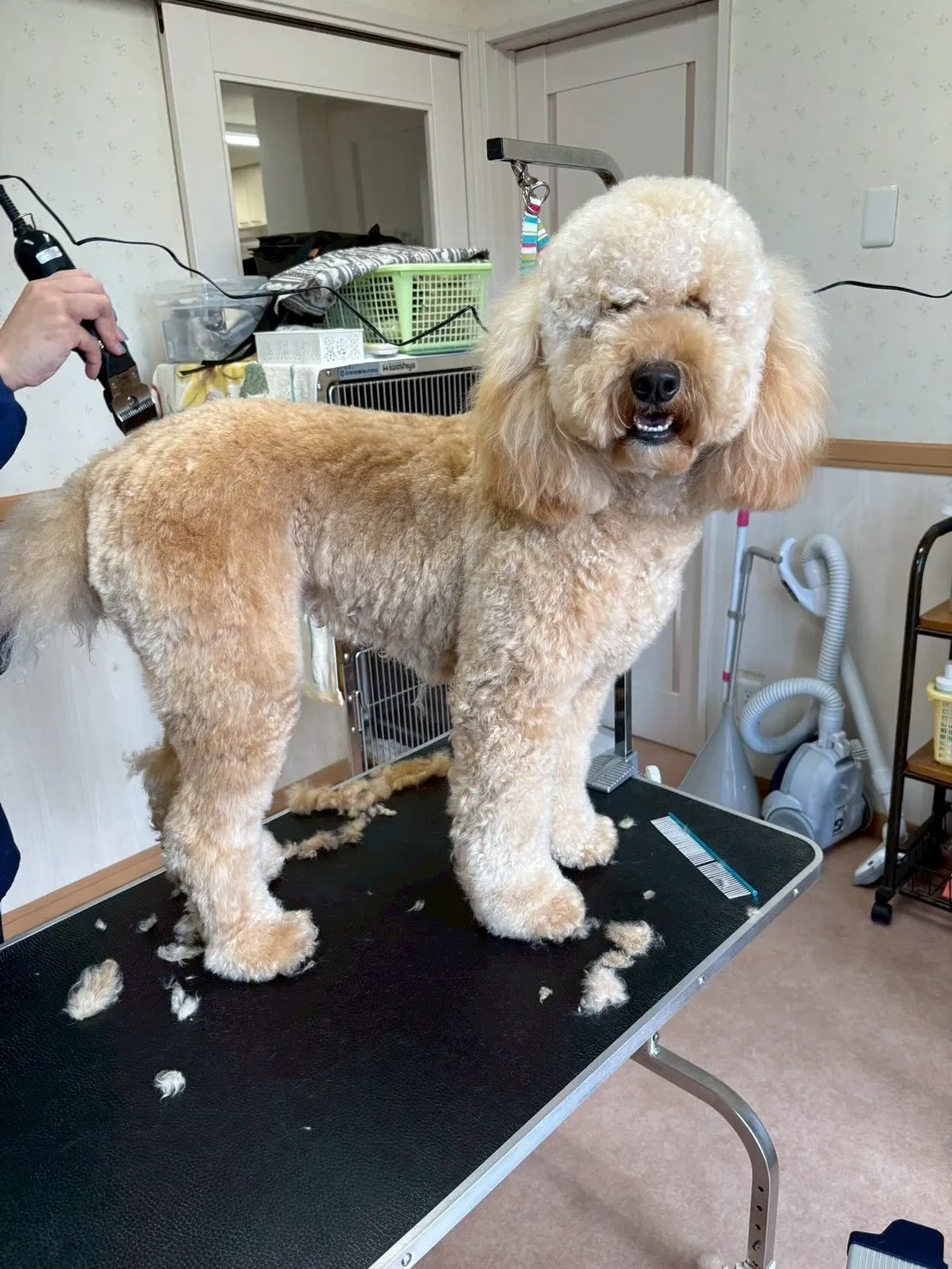 犬のトリミング✂️