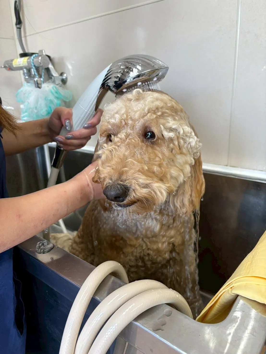 犬のトリミング✂️