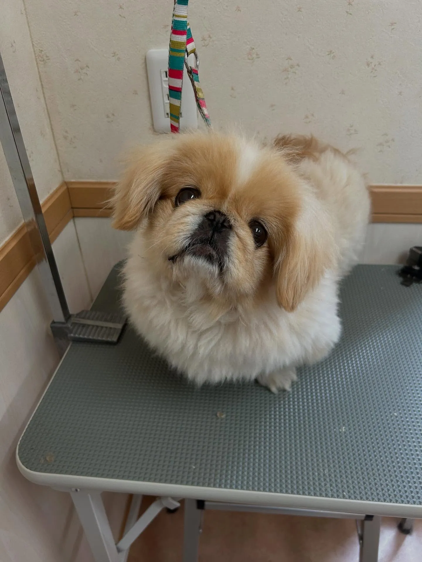 犬のトリミング✂️