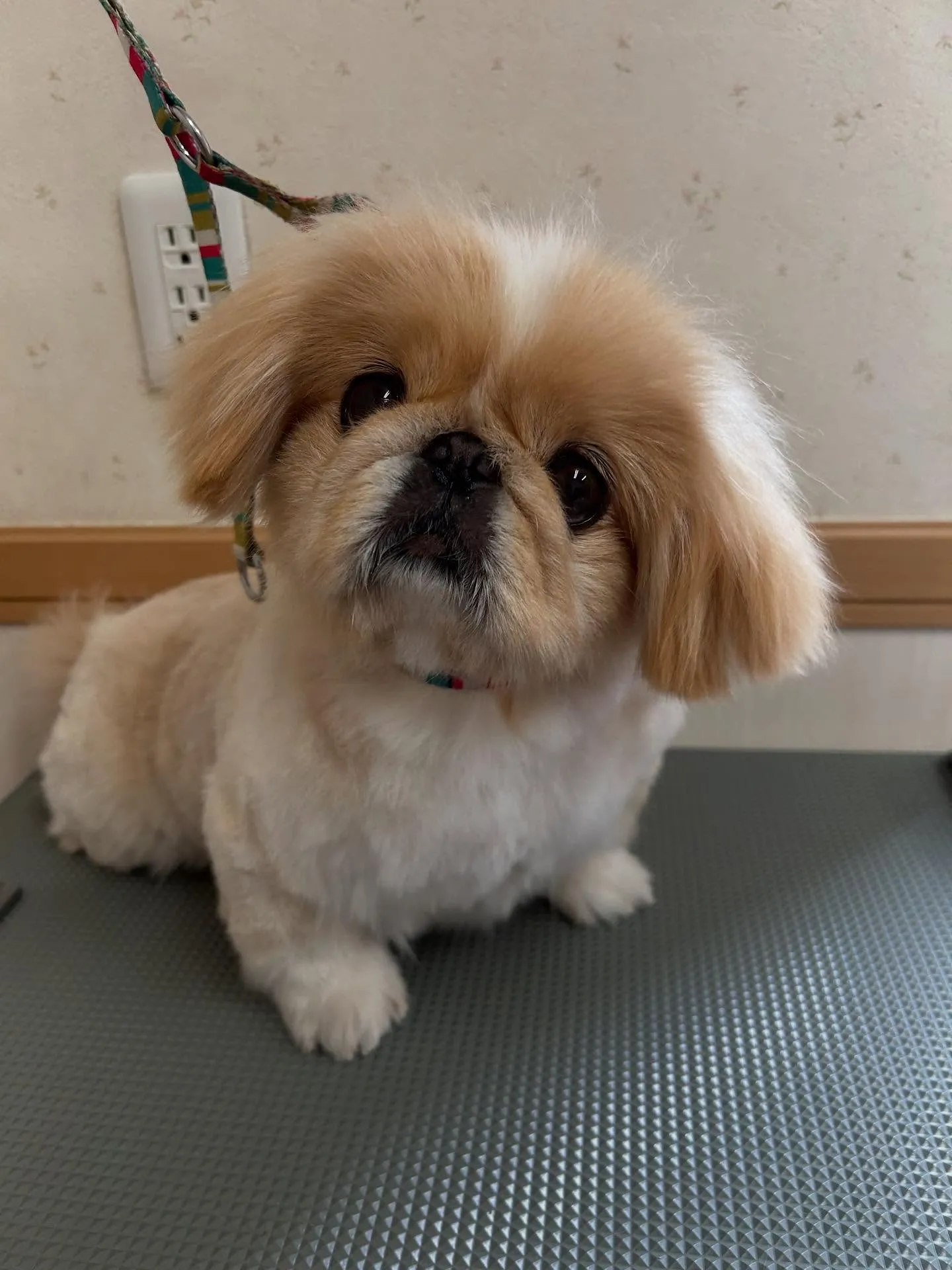 犬のトリミング✂️