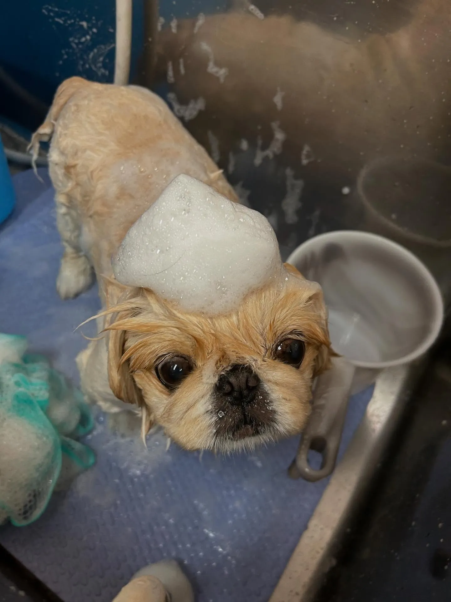 犬のトリミング✂️