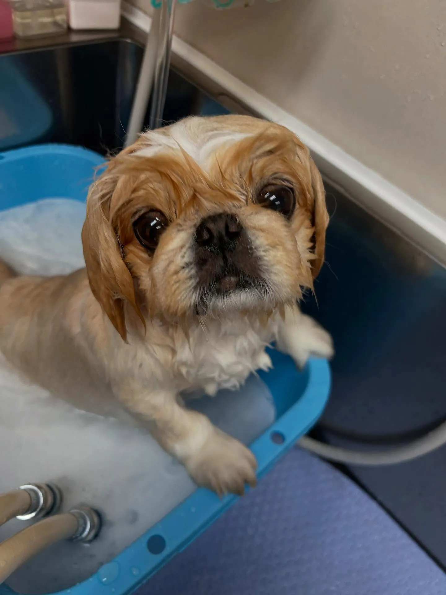 犬のトリミング✂️
