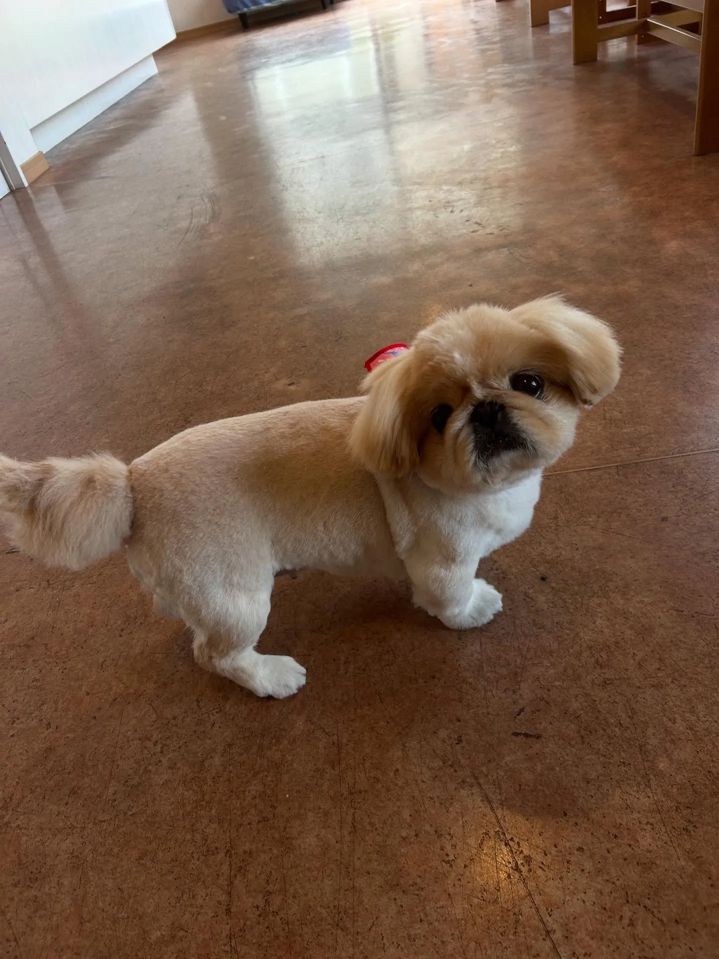 犬のトリミング✂️