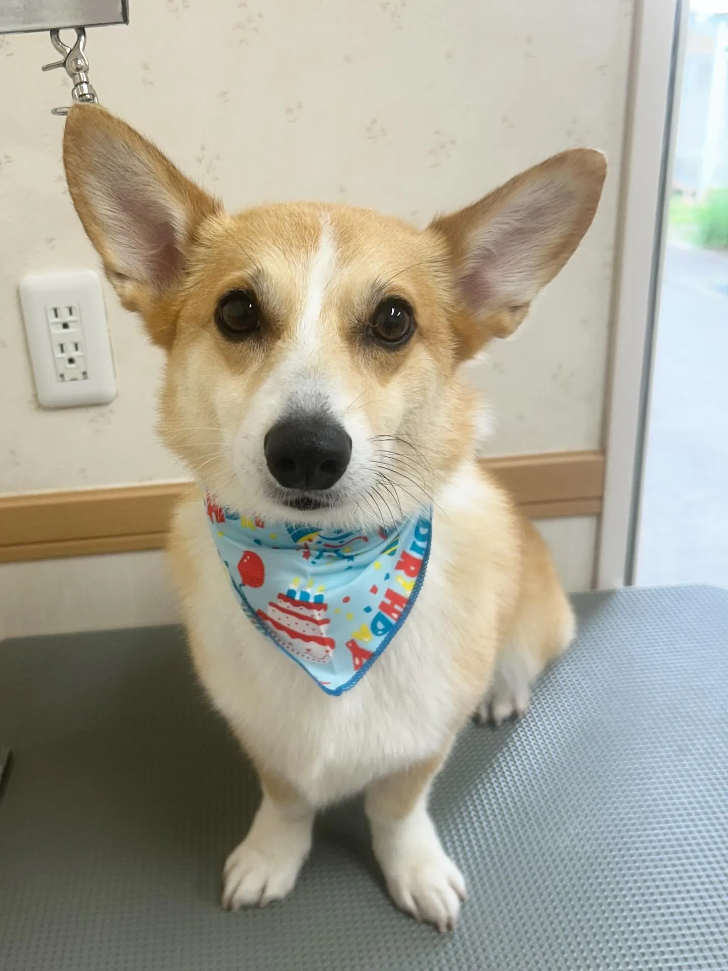 犬のシャンプー🫧