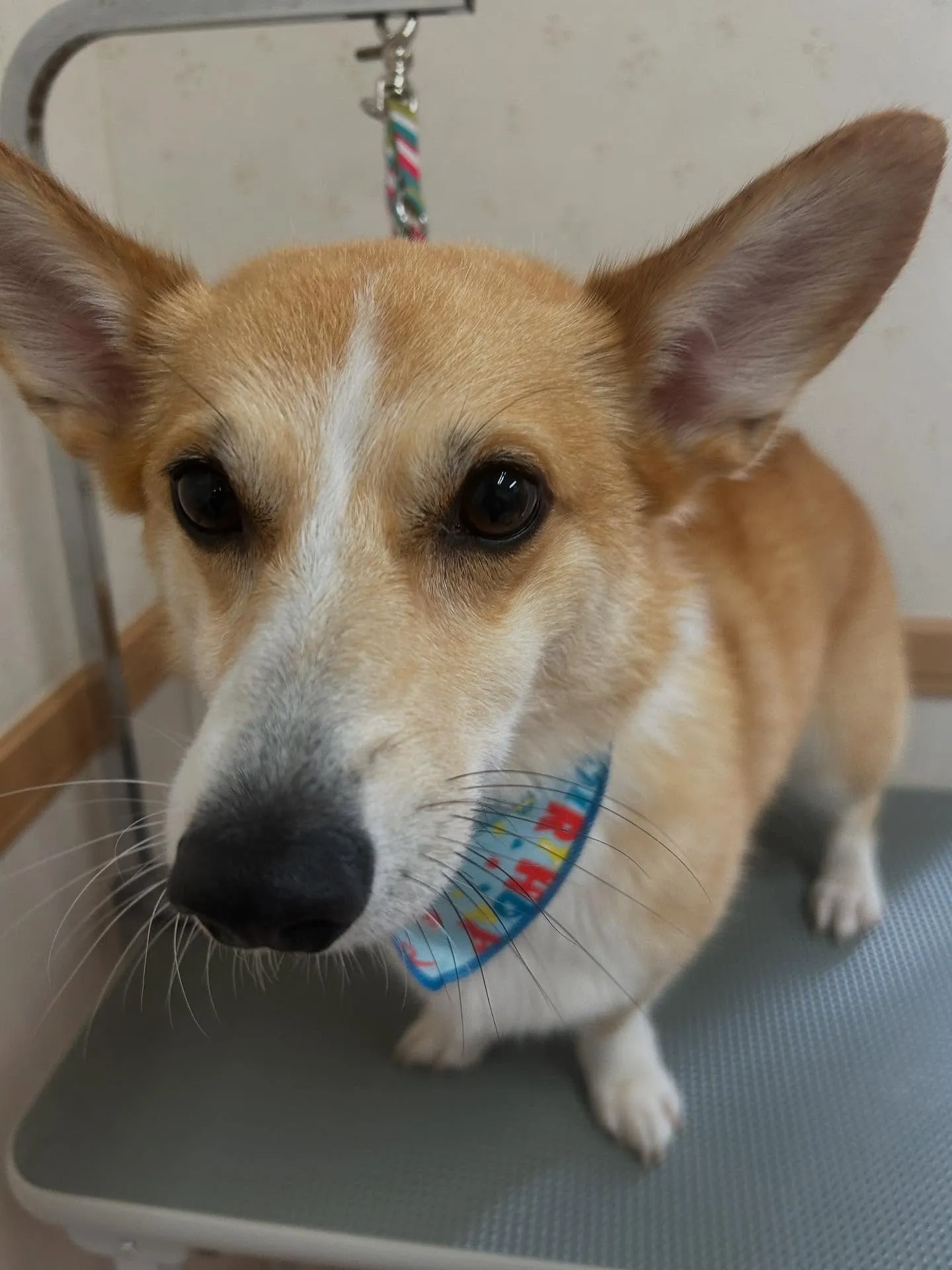 犬のシャンプー🫧