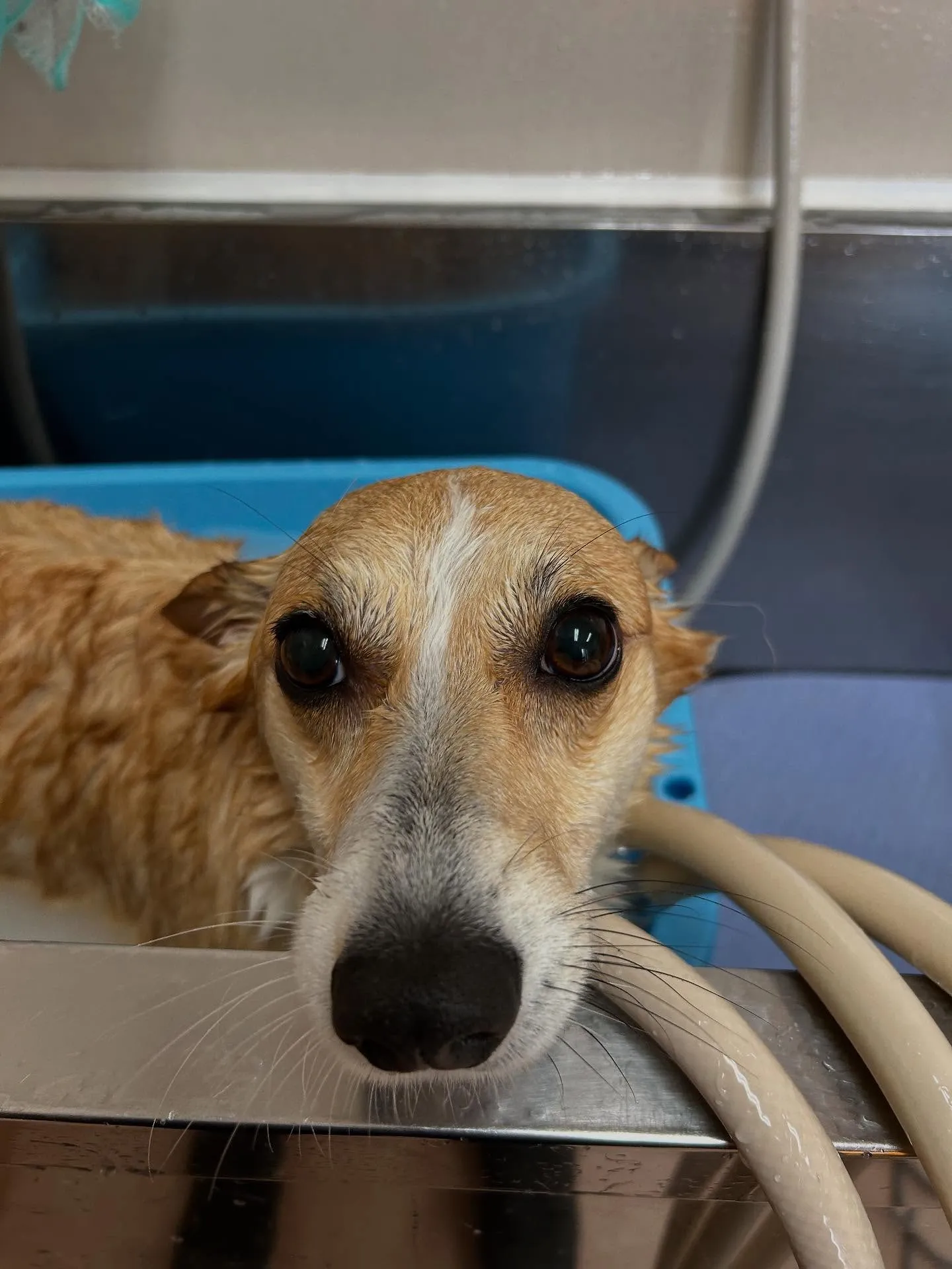 犬のシャンプー🫧