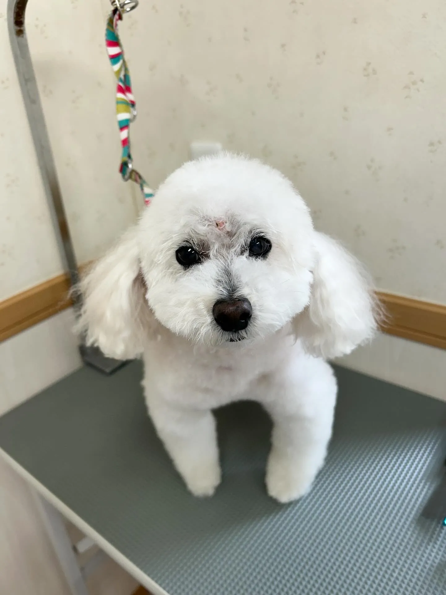 犬のトリミング✂️